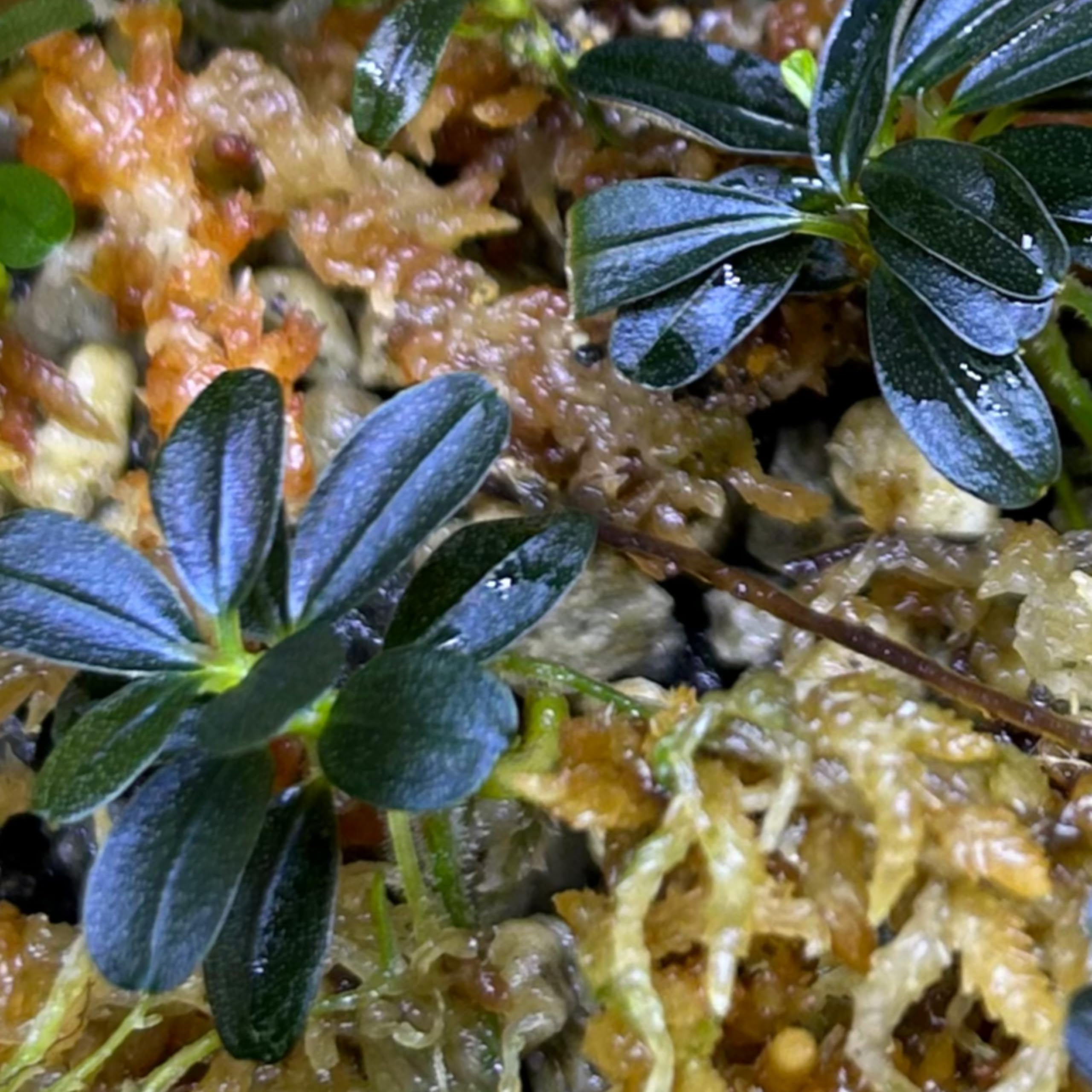 Amazon.co.jp: ブセファランドラ クダガン ミニラウンド Bucephalandra